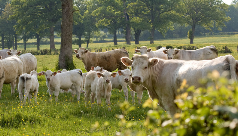 atelier boucherie viande charolaise